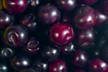 fresh plum fruits background. washed and ripe plum berries backdrop. Plum fruit is also known as aloo bukhara in india.
