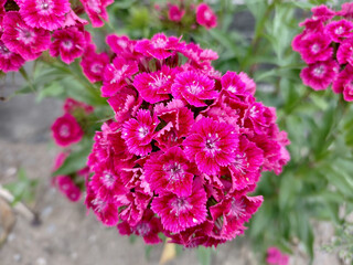Sweet William (Dianthus barbatus) flower in Romania