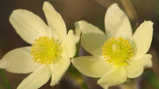 Close-up video of spring-flowering pasque Pulsatilla flowers in the pine forest at Spring time.