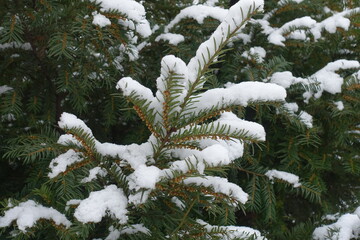 White snow on branches of common yew with immature male cones in January