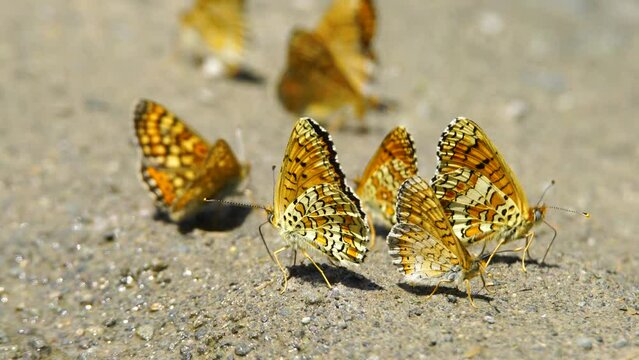 Close-up shot of butterflies feeding on salt and minerals on wet, damp ground.