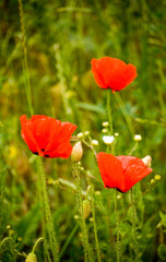 Poppies and camomile in the meadow.