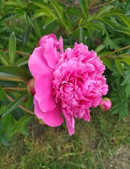 pink flower peony