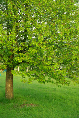Fototapeta na wymiar Beautiful cherry tree with green leaves in the garden