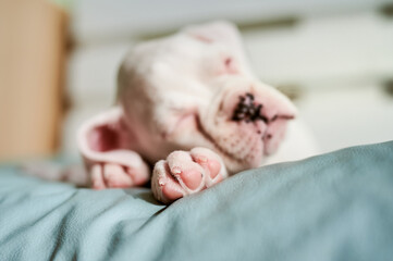 close up portrait of one month old white boxer puppy sleeping on a big bed, focus on paw footpads