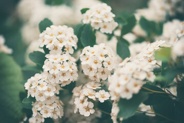 Bush Vanhoutte spirea. Beautiful spring blooming shrub with many white flowers. Spirea arguta blossoming. Selective focus. Art romantic image.