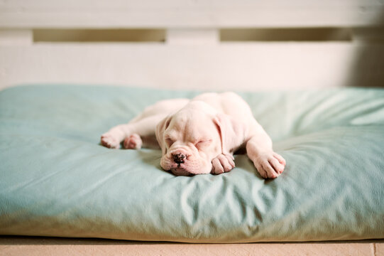 one month old white boxer puppy sleeping on a big bed