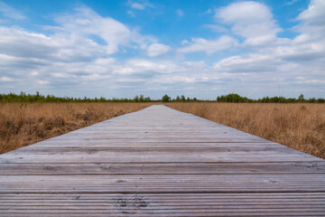 Obraz na płótnie Canvas a wooden decking path in the neighboring nature reserve in the netherlands