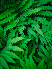 Fototapeta na wymiar Green leaves nature background