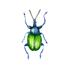 Watercolor illustration of colorful bug on white background. Hand drawn realistic background design.
