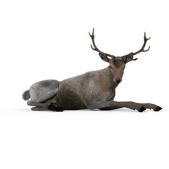 3d-illustration of an isolated deer animal