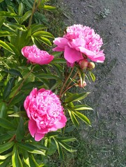 pink peonies near the road