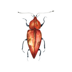 Watercolor illustration of colorful bug on white background. Hand drawn realistic background design.