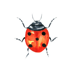 Watercolor illustration of colorful bug on white background. Hand drawn realistic background design.