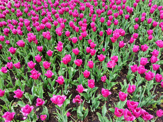 Fototapeta premium Hot pink tulip flowers field blooming on a spring day