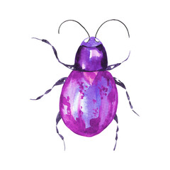 Watercolor illustration of colorful bug on white background. Hand drawn realistic background design.