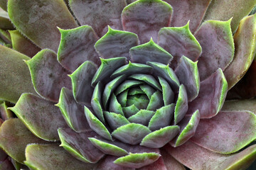 Colourful Semperivum - Houseleek plant is showing off its beautiful colours in the sunshine garden.