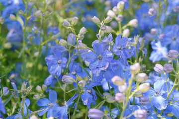 デルフィニウム　青い花　自然　屋外　