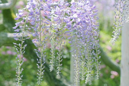 つる植物 Images Browse 1 701 Stock Photos Vectors And Video Adobe Stock