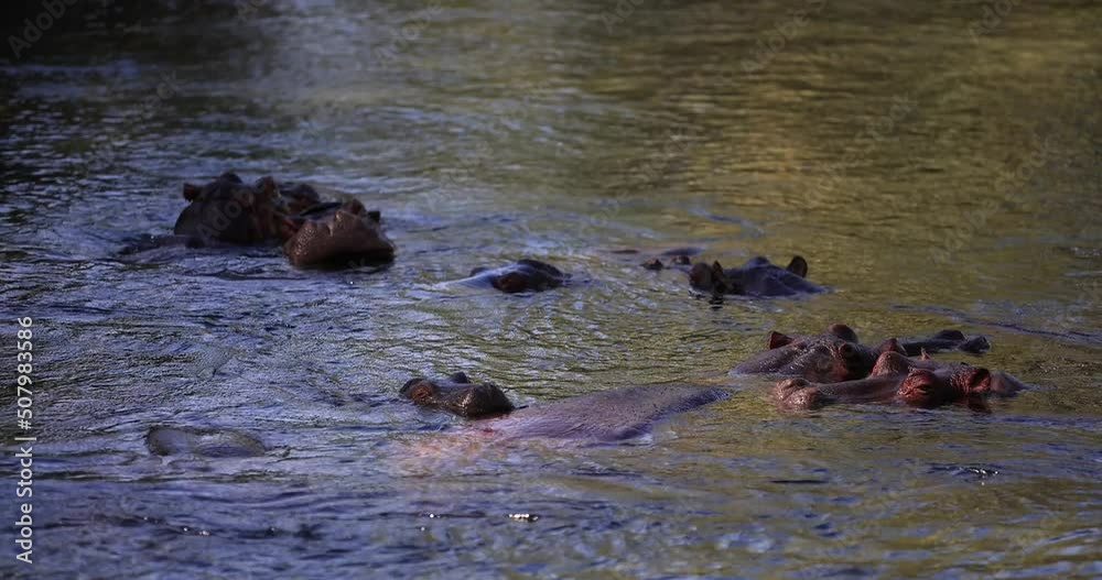 Canvas Prints hippos rest in the river at tsavo west game reserve