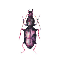 Watercolor illustration of colorful bug on white background. Hand drawn realistic background design.