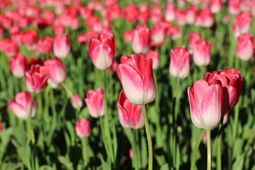 Red and pink tulip flowers, colorful background. Field of blooming tulips, selective focus