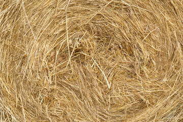 Straw, dry straw, hay straw yellow background, hay straw texture