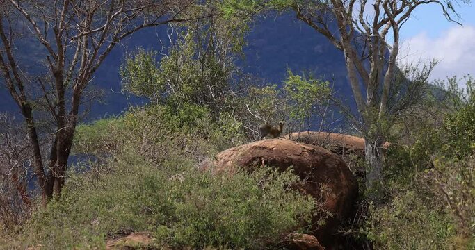 A Klipspringer rests on a rock from Tsavo West Reserve