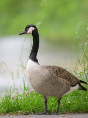 Portrait of a Canada Goose in a meadow