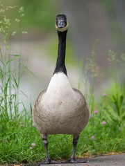 Portrait of a Canada Goose in a meadow