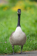 Portrait of a Canada Goose in a meadow