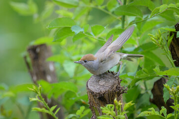 A female Eurasian Blackcap sitting on a small trunk