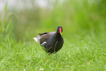 Common moorhen walking on a meadow