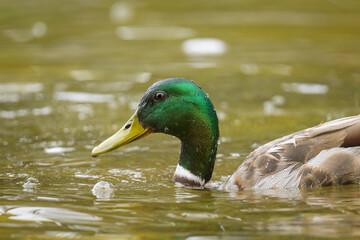 Portrait of a male mallard swimming in water