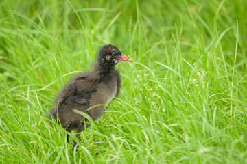 A juvenile Common moorhen walking on a meadow