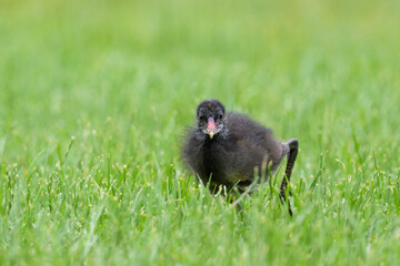 A juvenile Common moorhen walking on a meadow, sunny morning in springtime, Vienna (Austria)