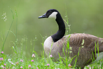 Portrait of a Canada Goose in a meadow