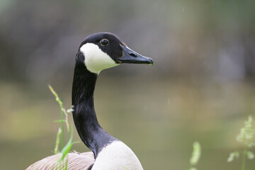 Portrait of a Canada Goose in a meadow
