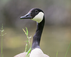 Portrait of a Canada Goose in a meadow