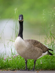 Portrait of a Canada Goose in a meadow