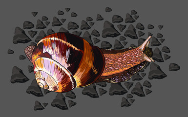 snail, top view, bright iridescent shell