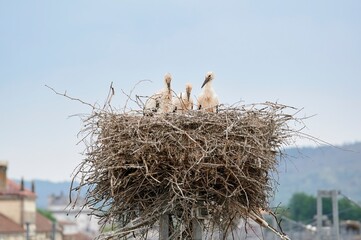 Three beautiful white stork chicks bored in their nest located on a pole and with the city behind, while they wait for their mother to return with food