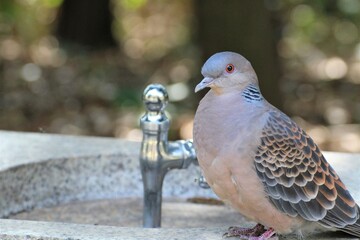 木陰で休む鳩