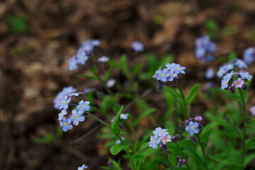 soft focus blue and tender forget me not with close up in wild forest