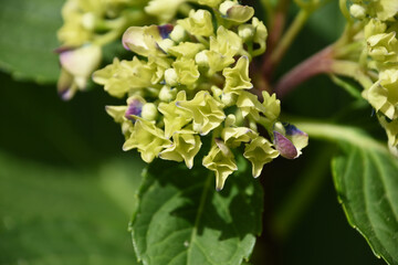 Hydrangea Bush Just Beginning to Bloom in the Summer