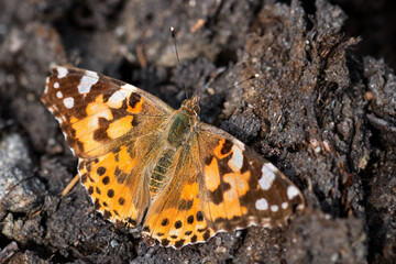 Painted Lady butterfly - Vanessa cardui, beautiful colored butterfly from European meadows and...