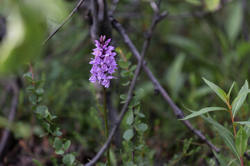 orchis blossoms in the forest