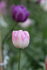 Obraz na płótnie Canvas white pink tulip, after the rain