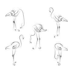 Set of five isolated flamingos. Vector hand-drawn elements.
