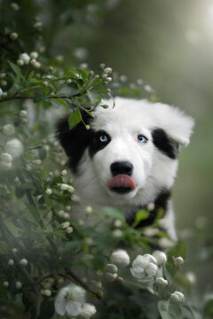 Yakutian Laika. Puppy